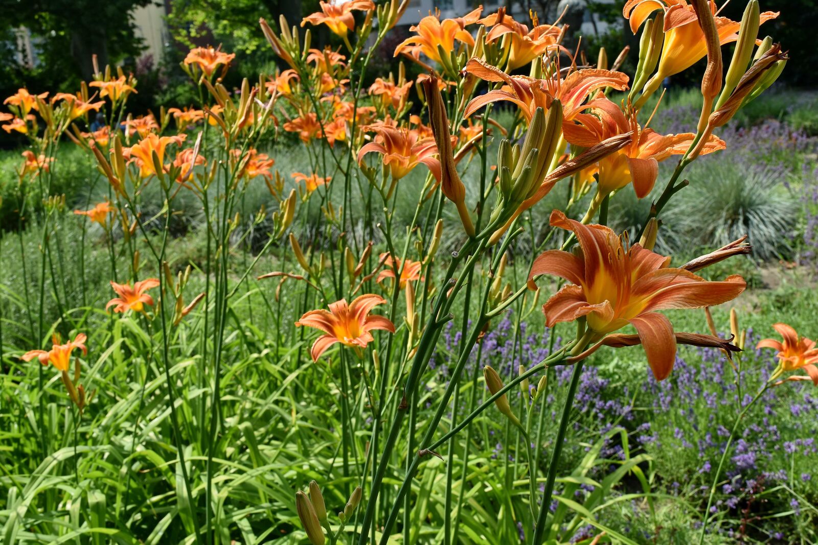 Nikon D5500 sample photo. Green grass, horticulture, lily photography