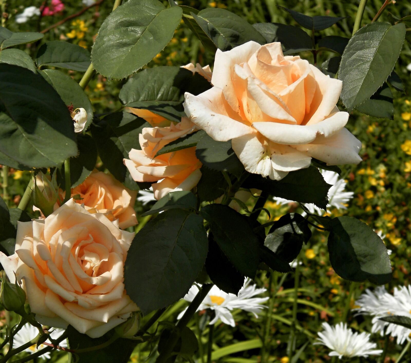 Olympus SP-620UZ sample photo. Roses, garden photography