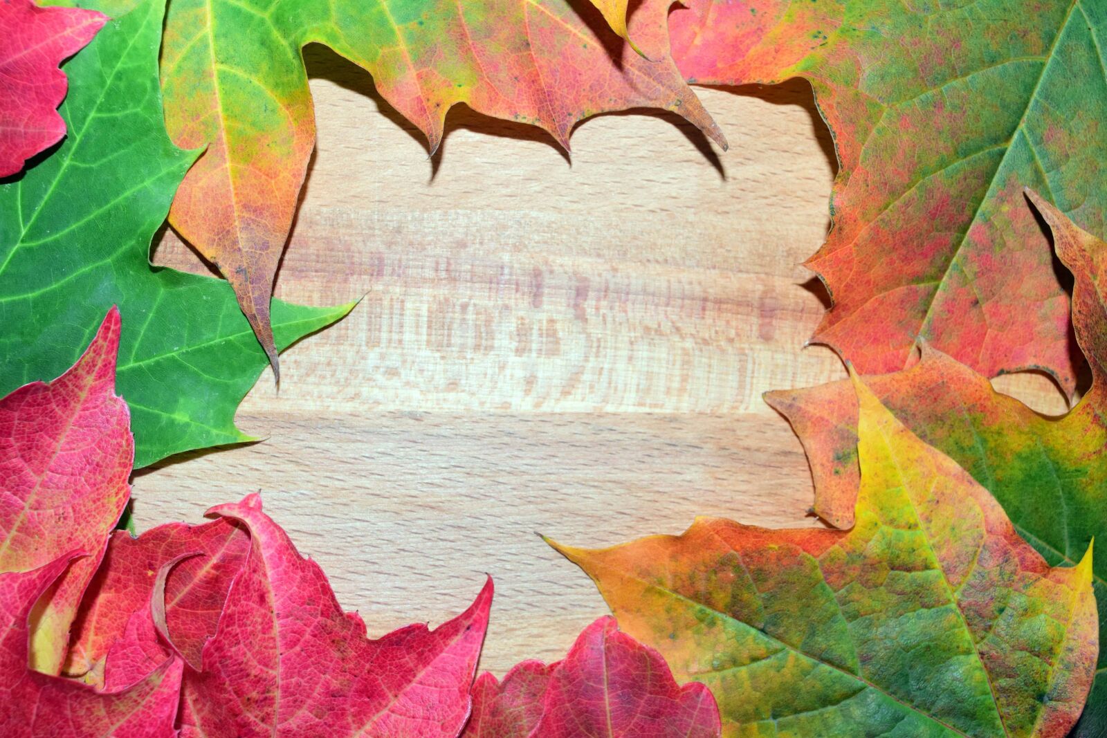 Nikon D3300 sample photo. Red leaf, colorful, still photography