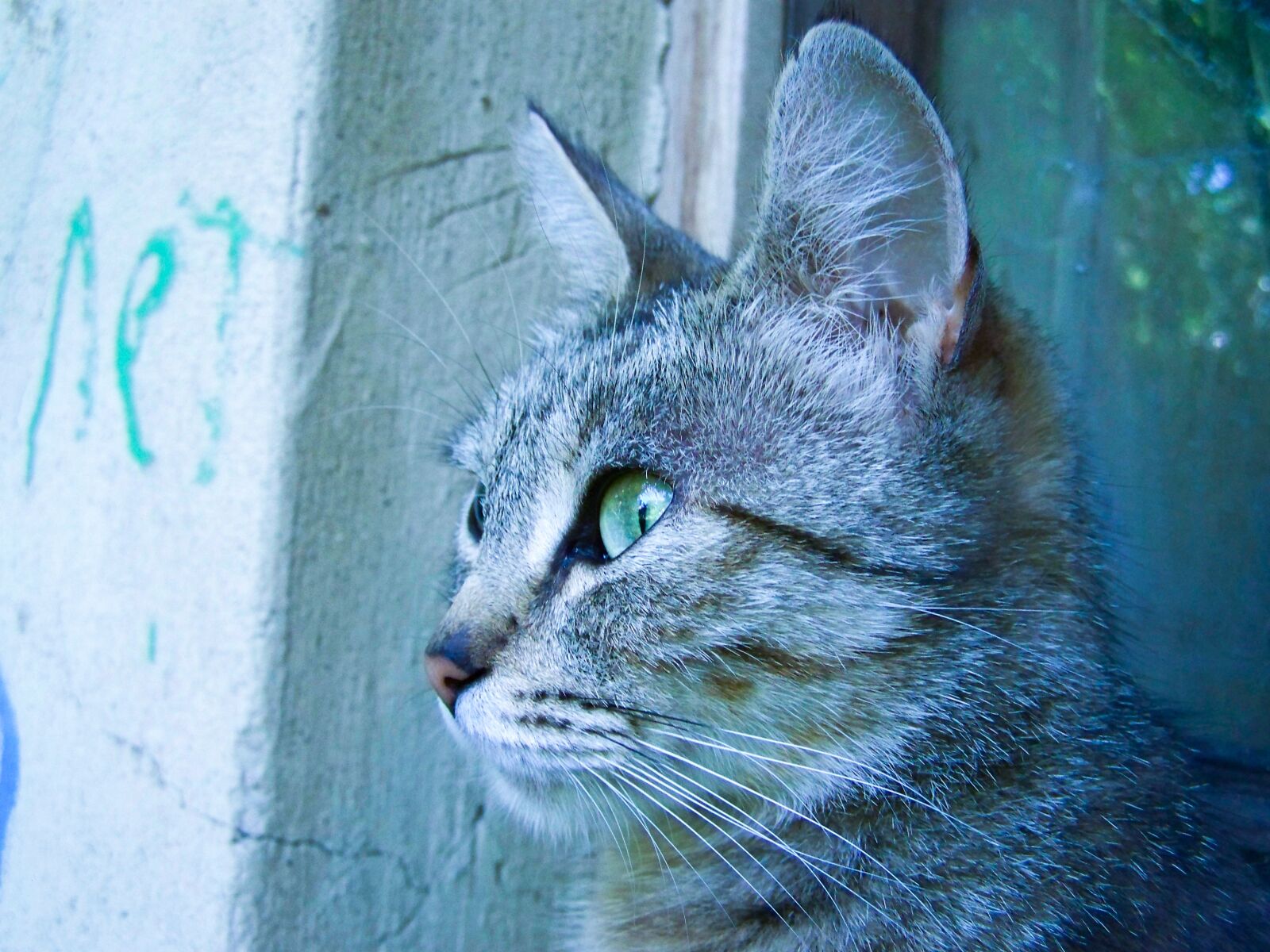Kodak EASYSHARE ZD710 ZOOM DIGITAL CAMERA sample photo. Cat, retro, vintage photography