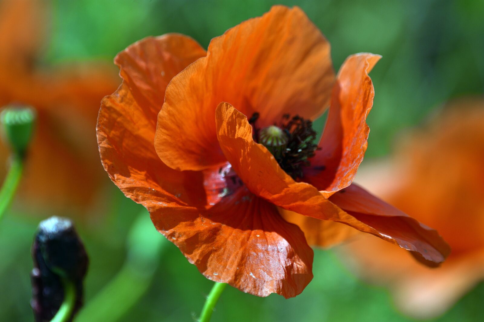 Nikon D3400 sample photo. Poppy, poppies, summer photography