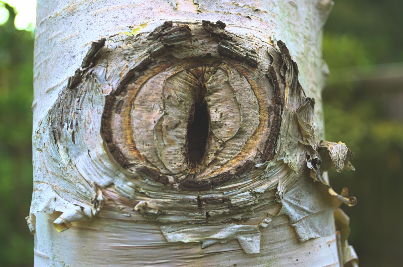Nikon D3100 sample photo. Tree, silver, birch photography
