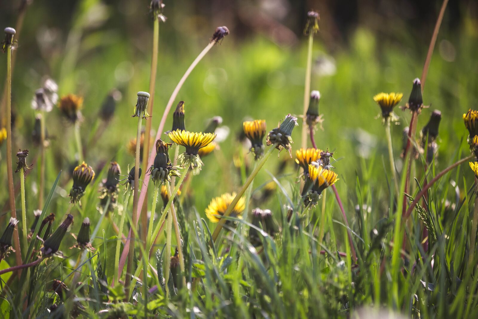 Canon EOS 100D (EOS Rebel SL1 / EOS Kiss X7) + Canon EF-S 55-250mm F4-5.6 IS STM sample photo. Common dandelion, dandelion, flower photography