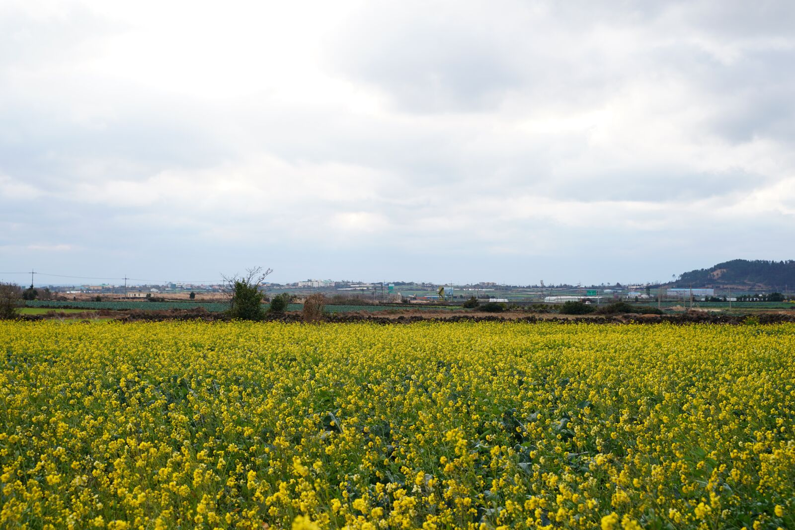 Sony a9 sample photo. Rapeseed, rape flowers, yellow photography