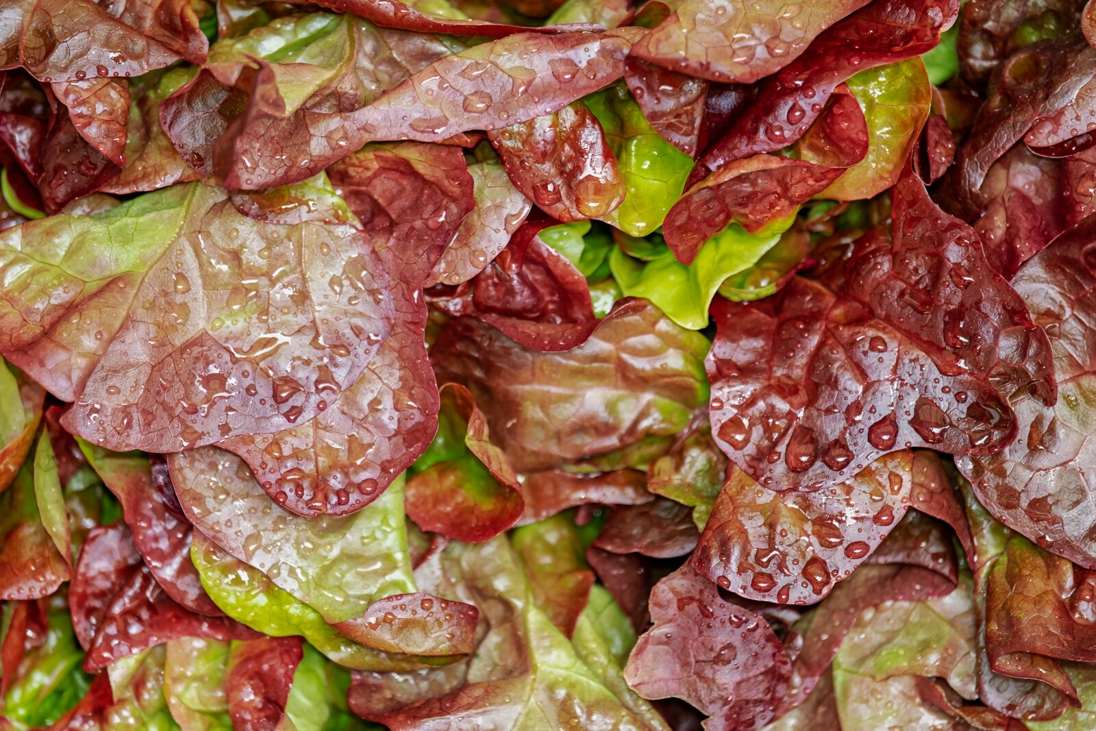 Fujifilm XF 55-200mm F3.5-4.8 R LM OIS sample photo. Lollo rosso, cut salad photography