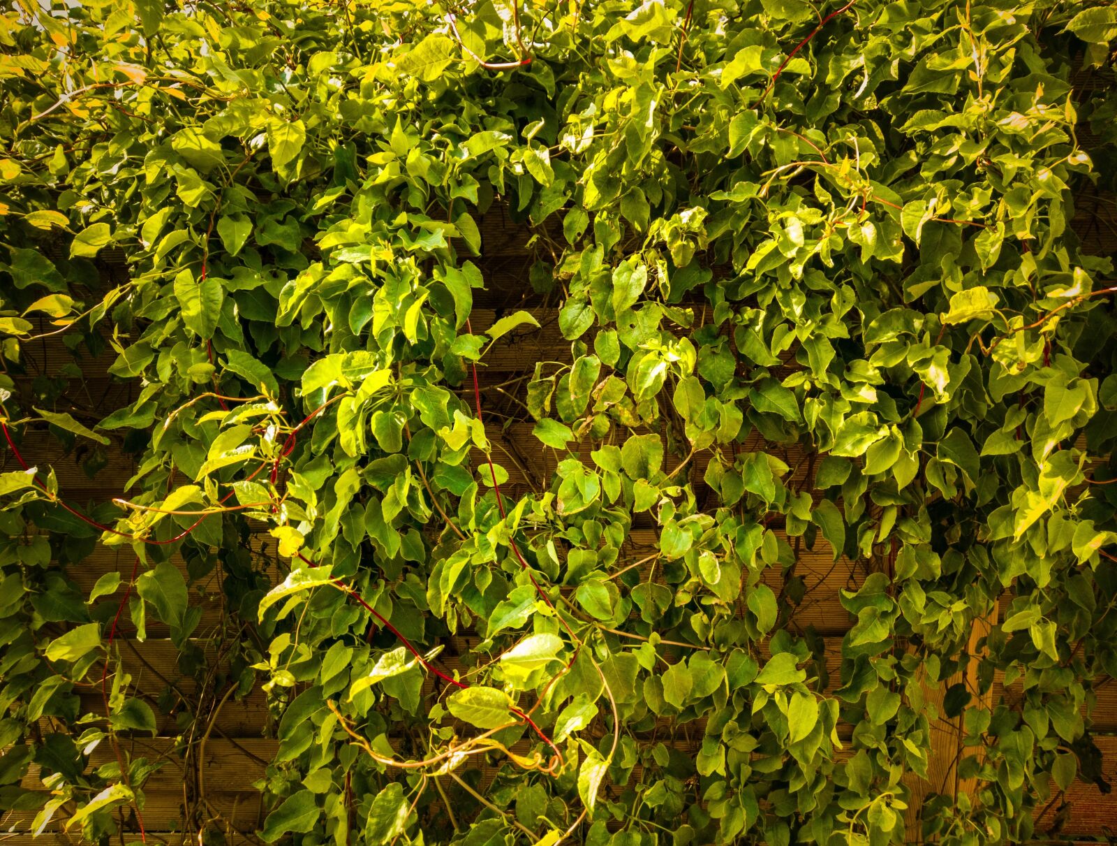Canon EOS 5D Mark IV sample photo. Ivy, plant, texture photography