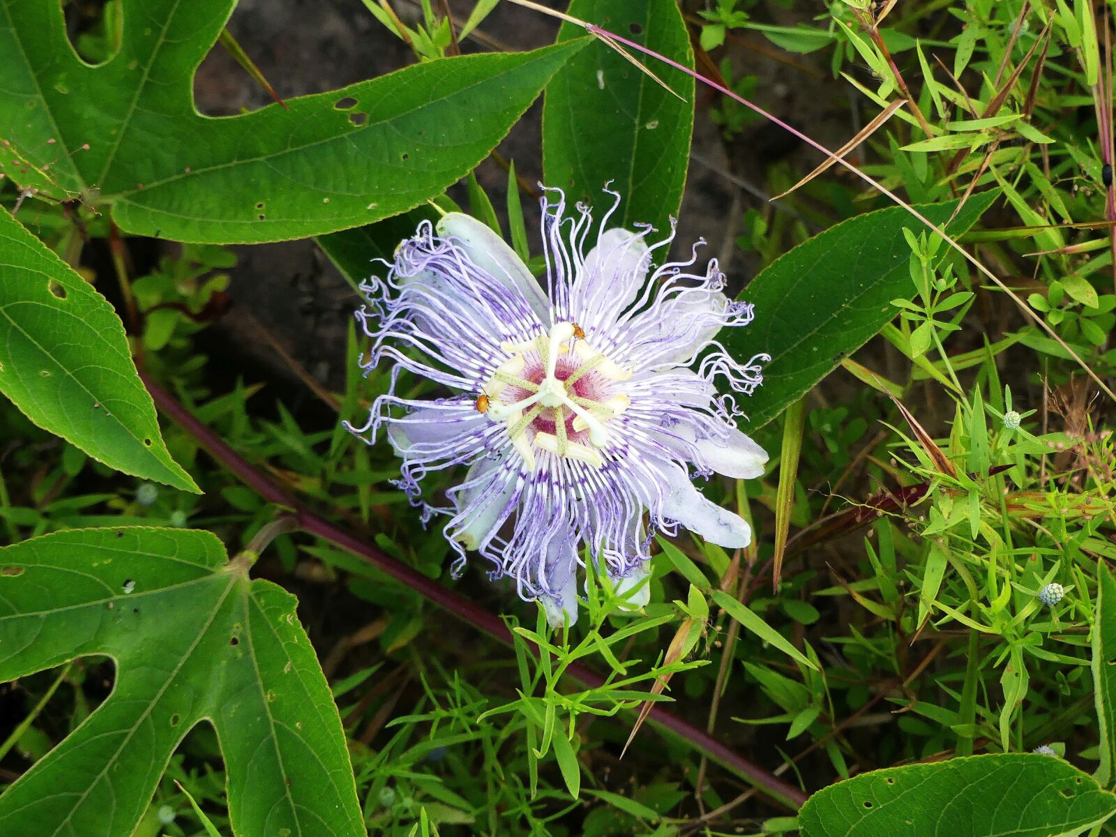 Panasonic Lumix DMC-FZ300 sample photo. Flower, wild flower, nature photography