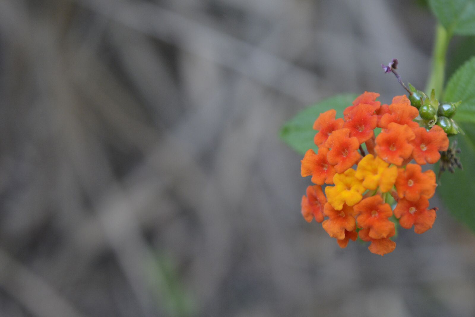 Nikon D5200 sample photo. Small flower, flower, nature photography