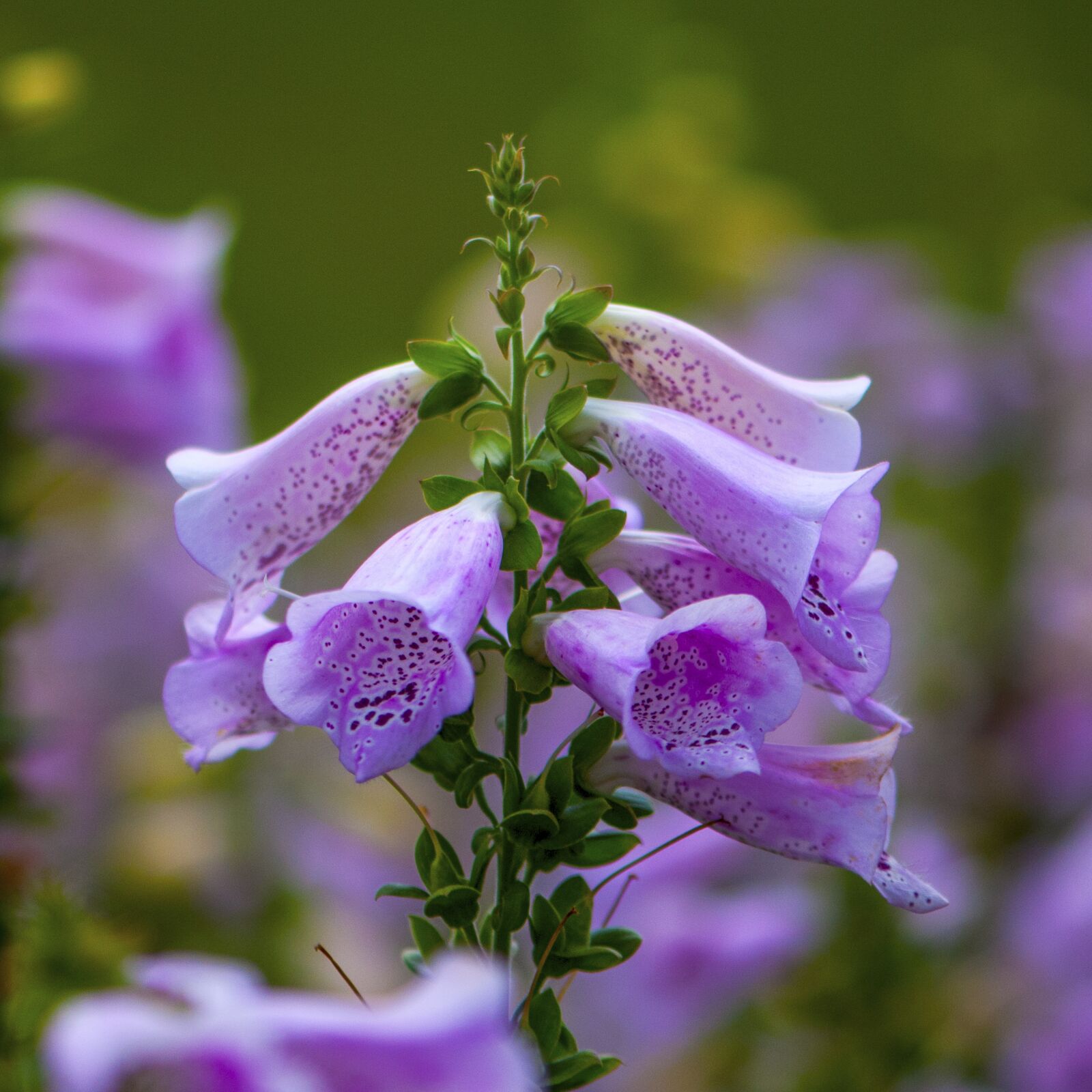 Nikon D300 sample photo. Close-up, flower, pink photography