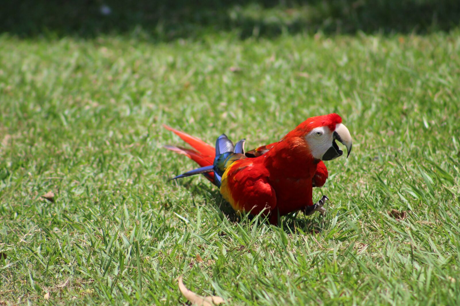 Canon EOS 1300D (EOS Rebel T6 / EOS Kiss X80) sample photo. Parrot, ave, macaw photography