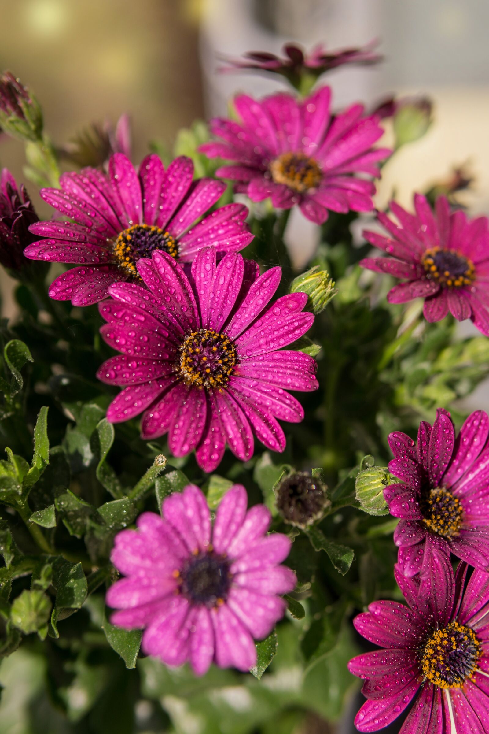 30mm F1.4 DC DN | Contemporary 016 sample photo. Flower, red, drop of photography
