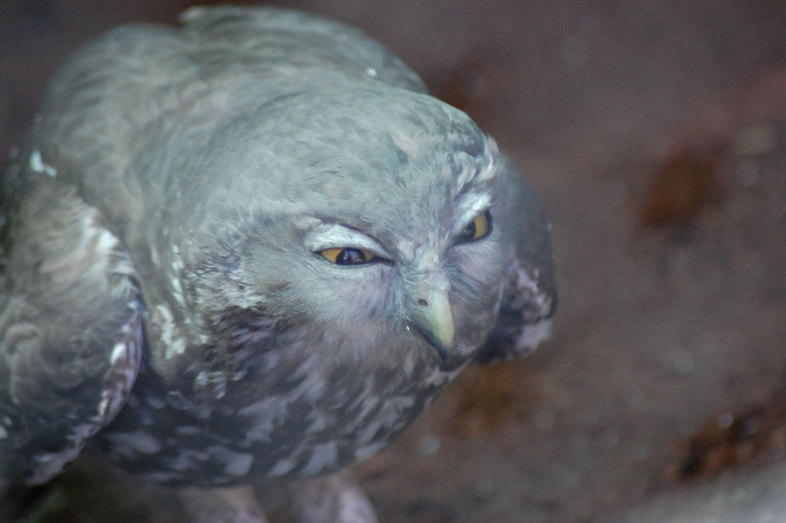 Nikon D40 sample photo. Owl, creepy, surreal photography