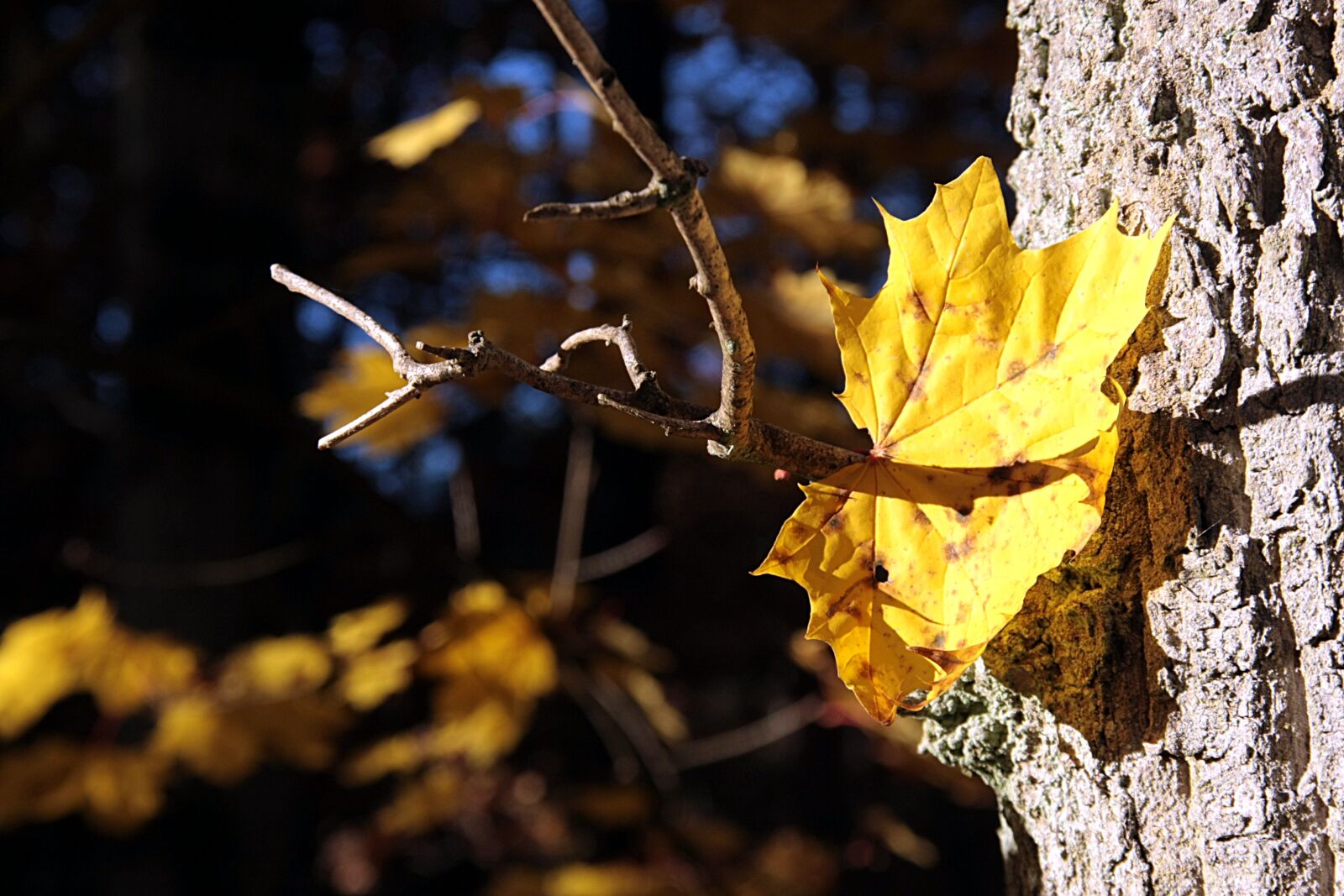 Canon EOS 40D sample photo. Nature, leaf, tree photography