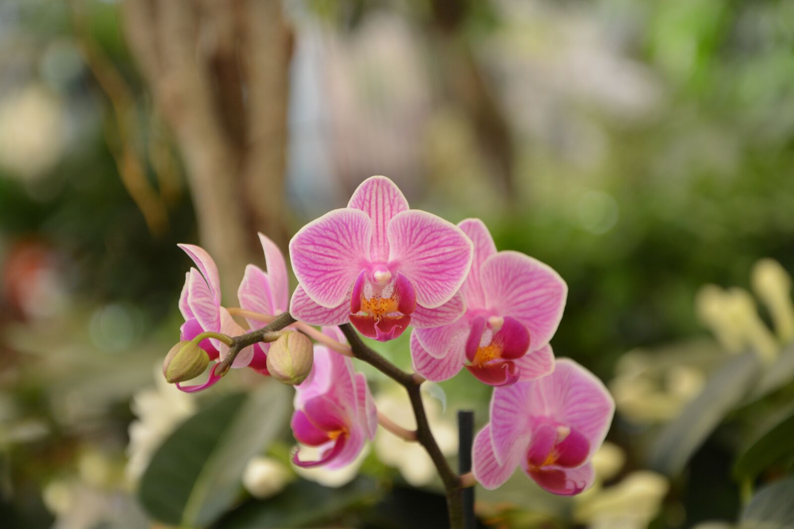 Nikon D5200 sample photo. Flowers orchid, pink orchid photography