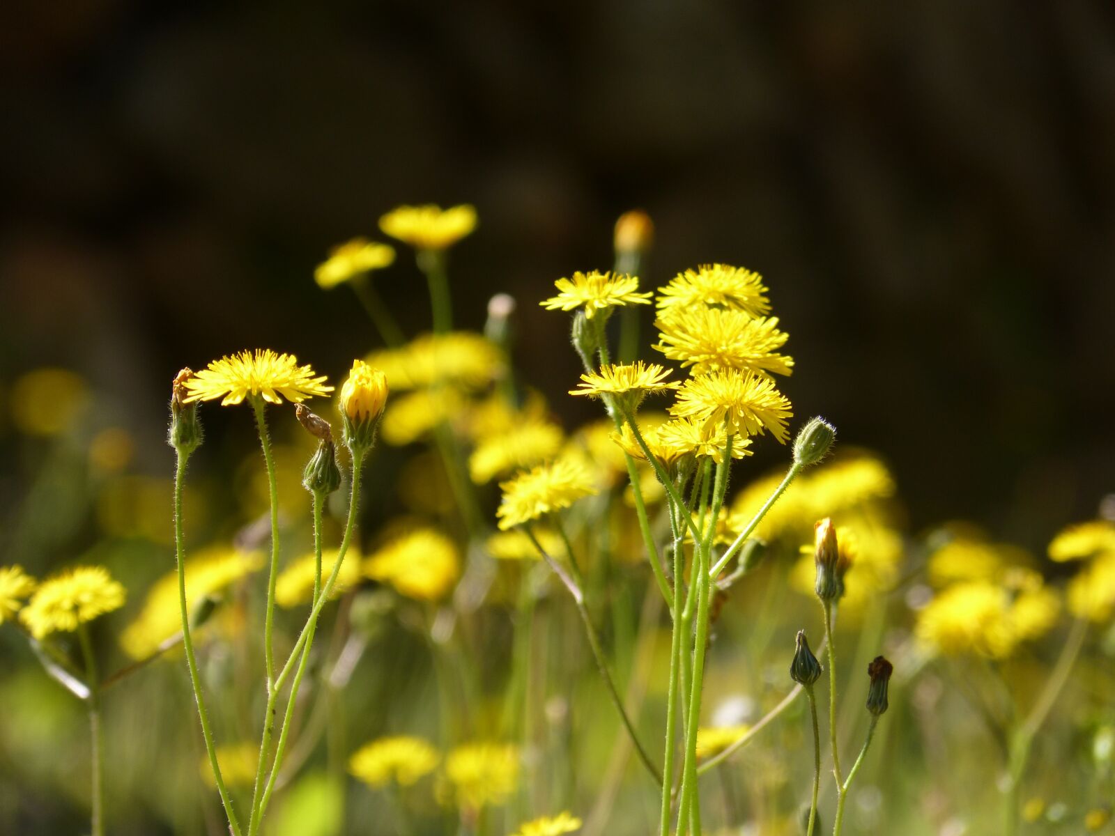Panasonic DMC-FZ62 sample photo. Flowers, dandelion, prado photography