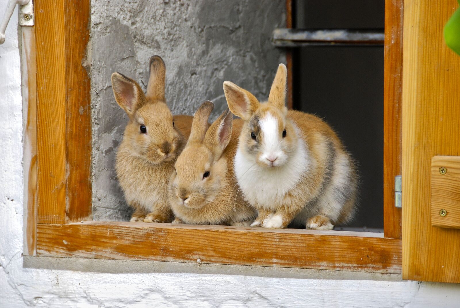 Nikon D80 sample photo. Rabbit, farm, window photography