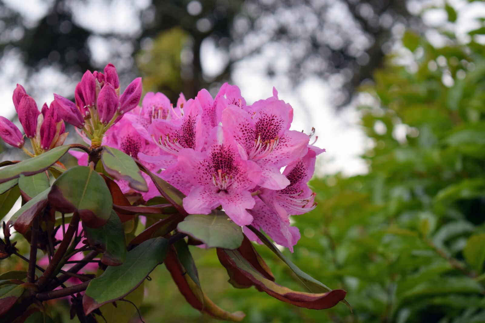 Nikon D5300 sample photo. Flower, bourdon, bud photography