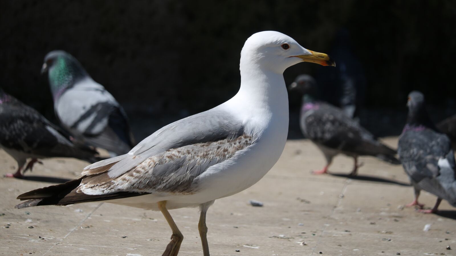 Canon EOS 750D (EOS Rebel T6i / EOS Kiss X8i) sample photo. Birds, nature, wildlife photography