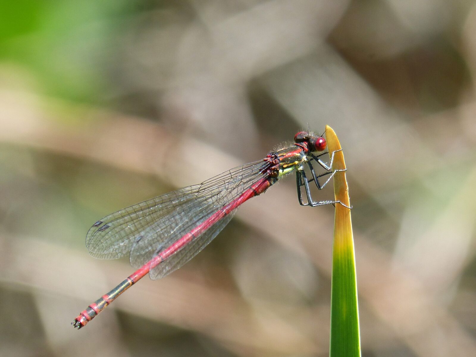 Panasonic DMC-FZ62 sample photo. Dragonfly, leaf, red dragonfly photography