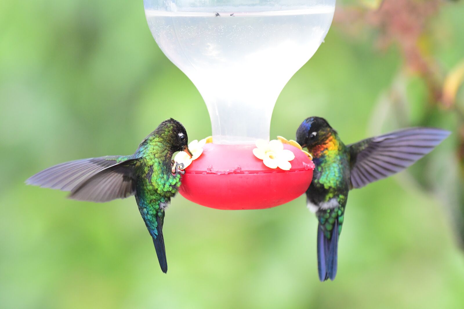 Nikon D500 sample photo. Feeding, feeder, exotic photography