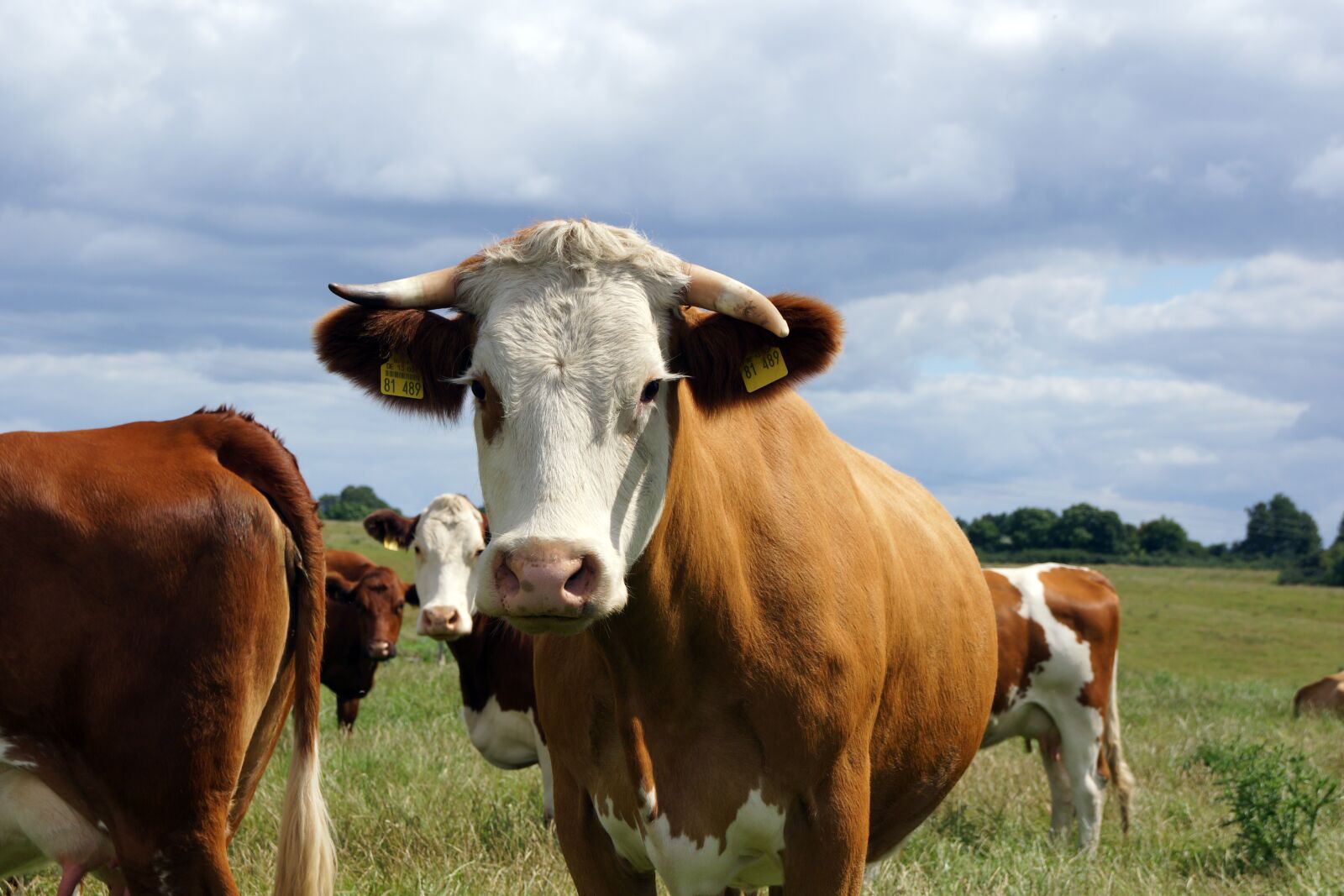 Sony SLT-A65 (SLT-A65V) + Sony DT 18-55mm F3.5-5.6 SAM sample photo. Cow, flock, cattle photography