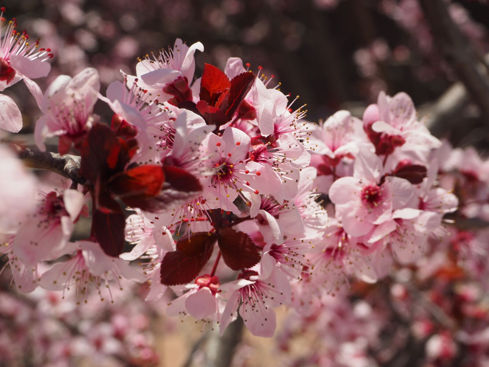 Olympus OM-D E-M10 II sample photo. Prunus, flower, spring photography