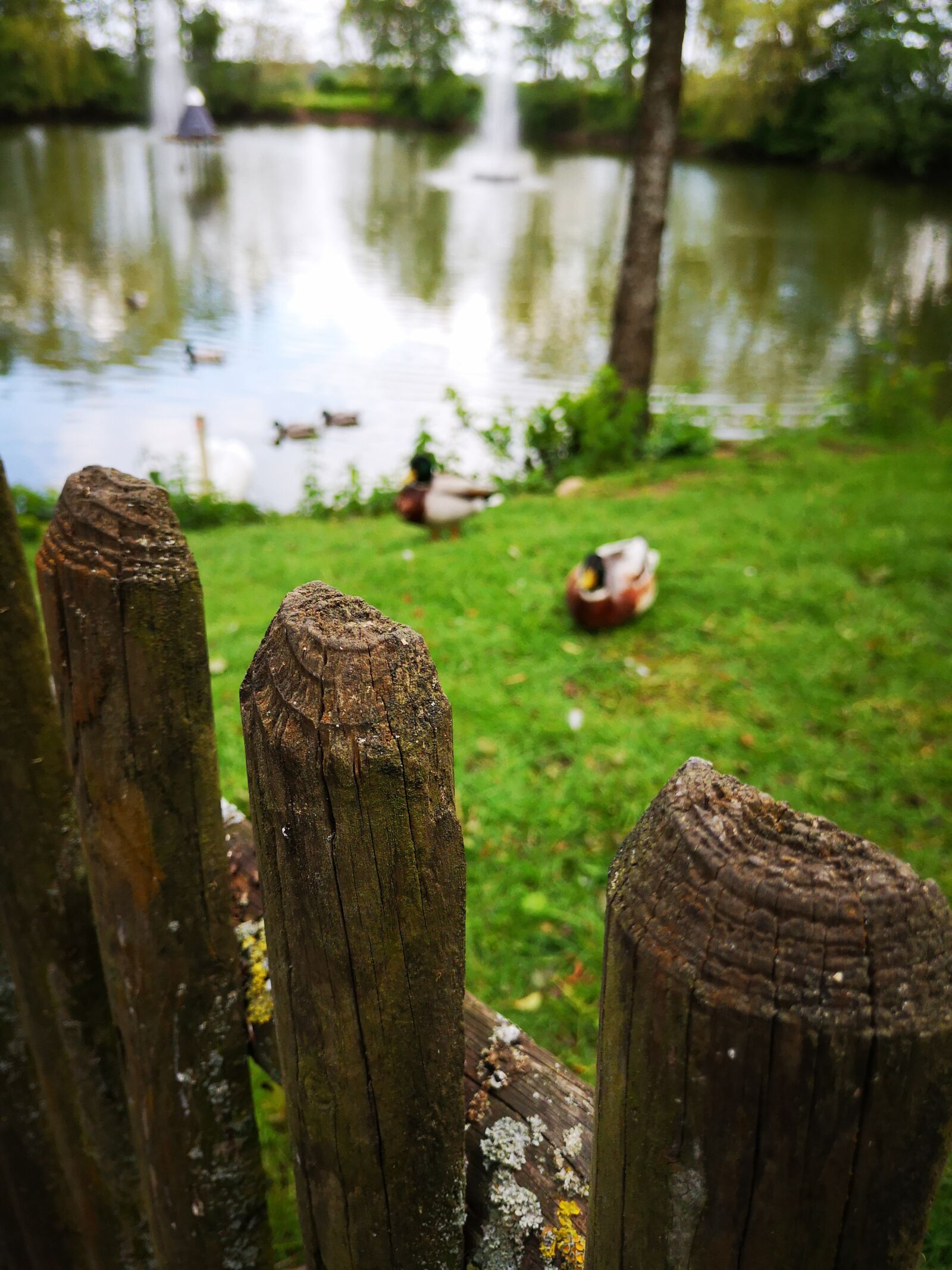 HUAWEI P20 sample photo. Ducks, lake, pond photography