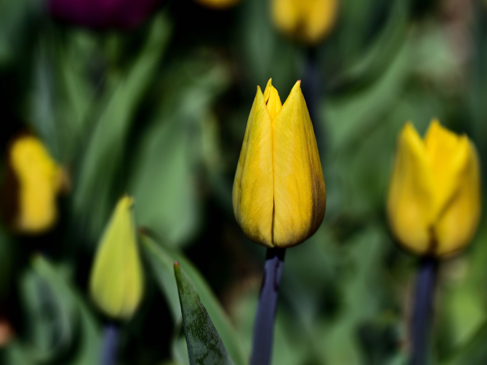 Nikon D7200 sample photo. Tulips, spring, tulip photography