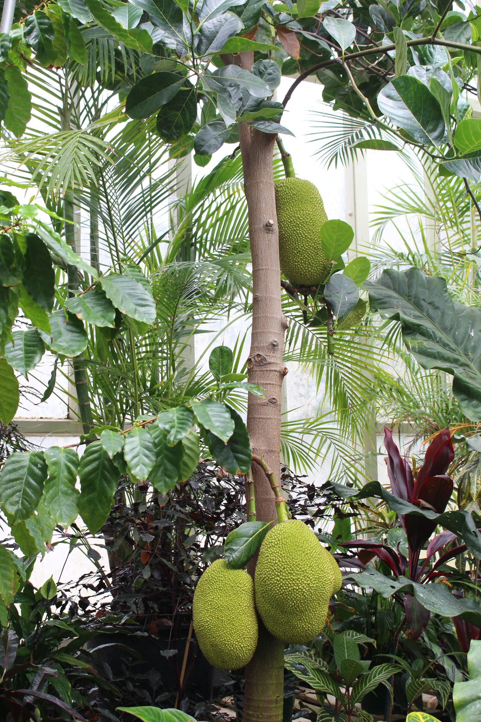 Canon EOS 700D (EOS Rebel T5i / EOS Kiss X7i) sample photo. Durian, jack fruit, tree photography