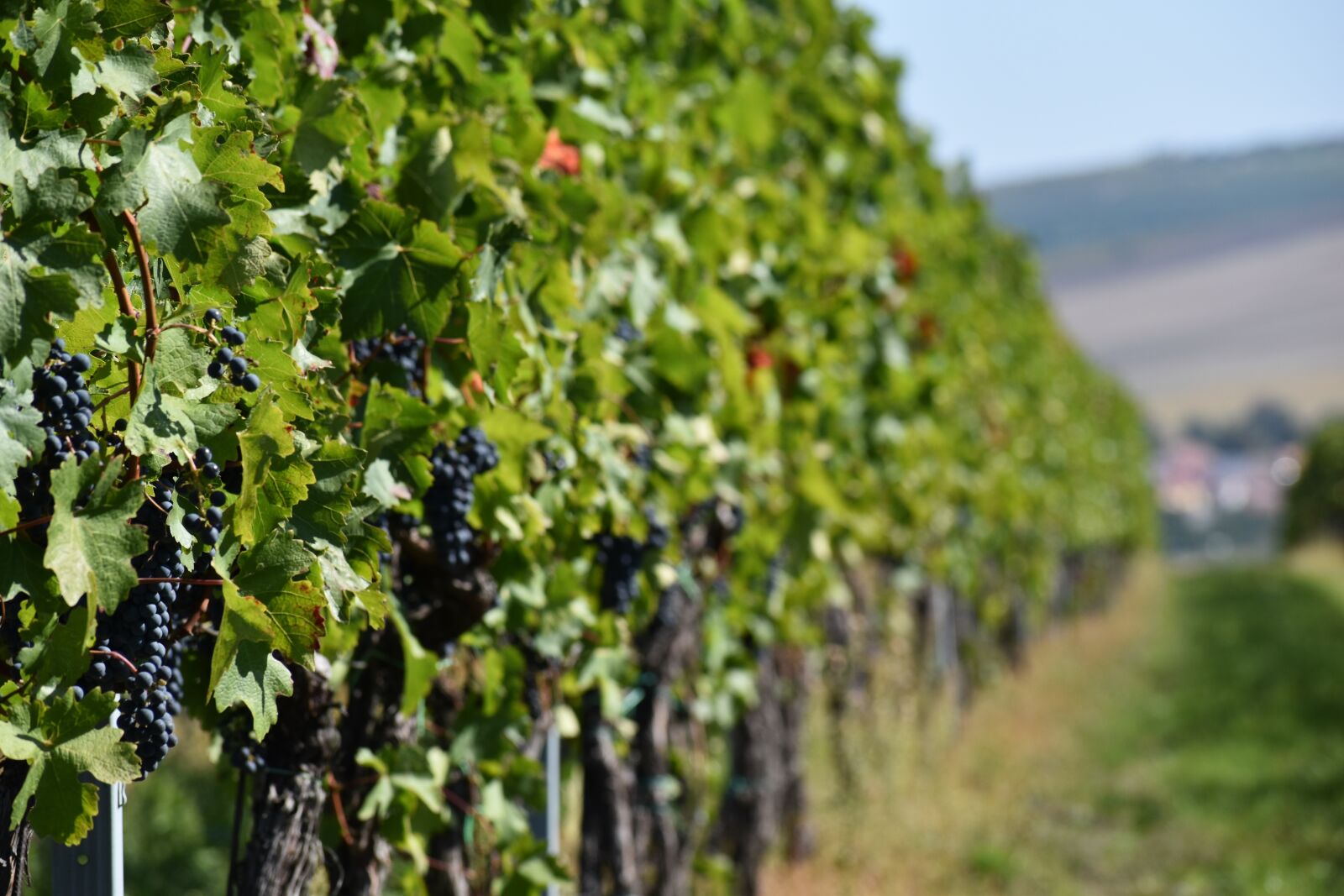 Nikon D3500 sample photo. Wine, moravia, czech photography