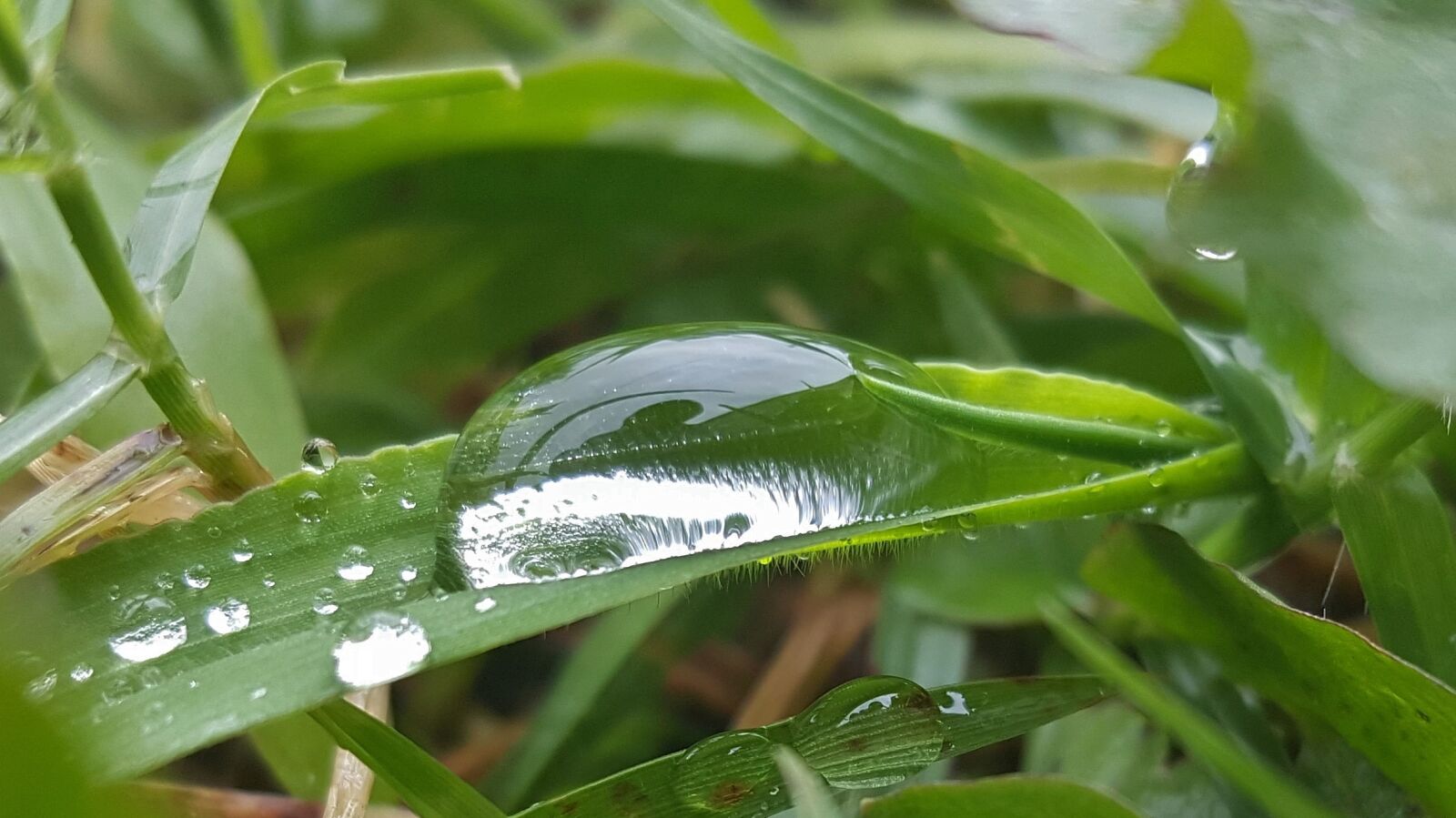 Samsung Galaxy Note5 sample photo. Grass, wet, water photography