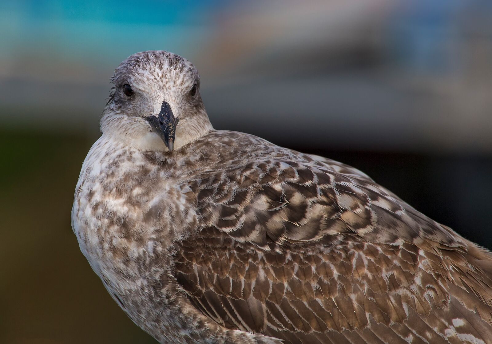 Canon EOS 6D sample photo. Seagull, ave, feathers photography