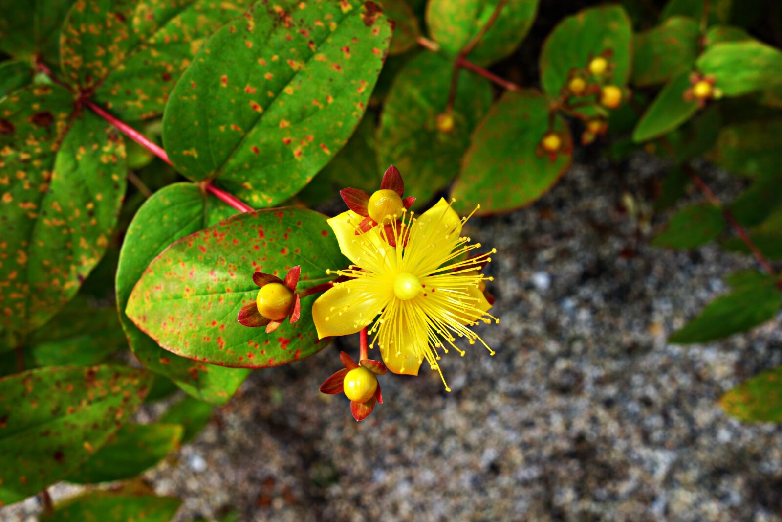 Sony Cyber-shot DSC-RX100 sample photo. Flower, yellow flowers, pistil photography