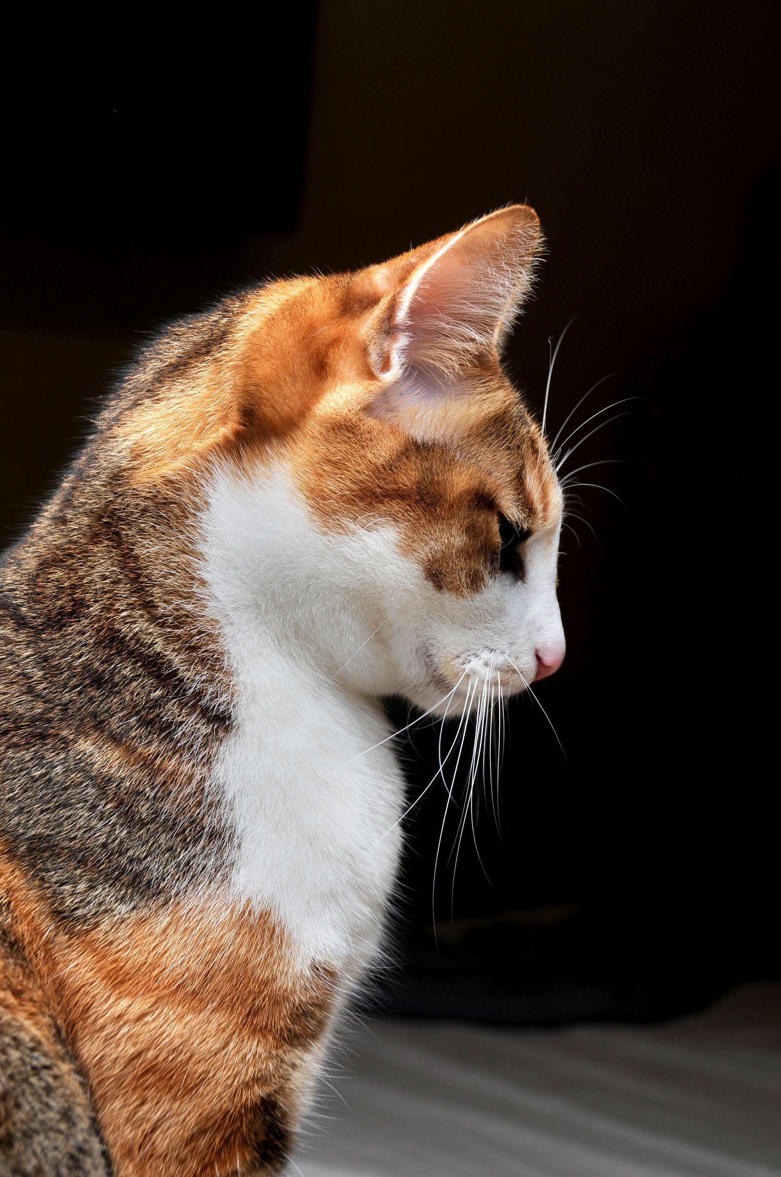 Nikon D300S sample photo. Cat, pet, bow stare photography