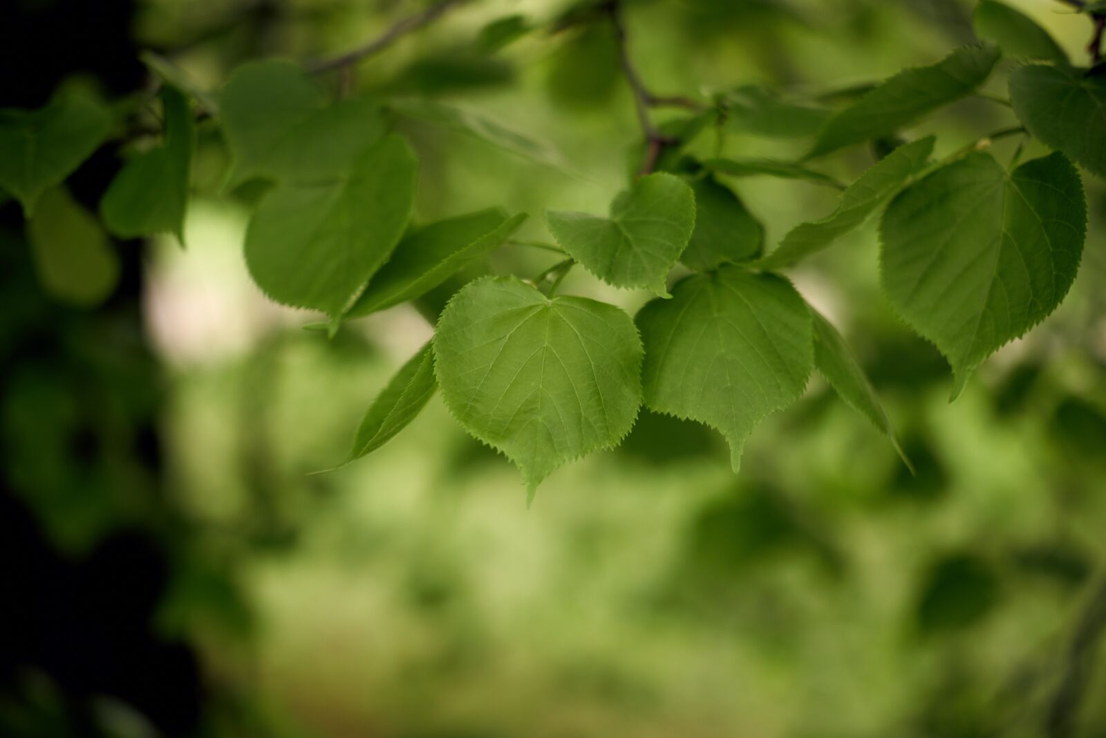 Fujifilm X-T20 sample photo. Leaves, summer, green photography