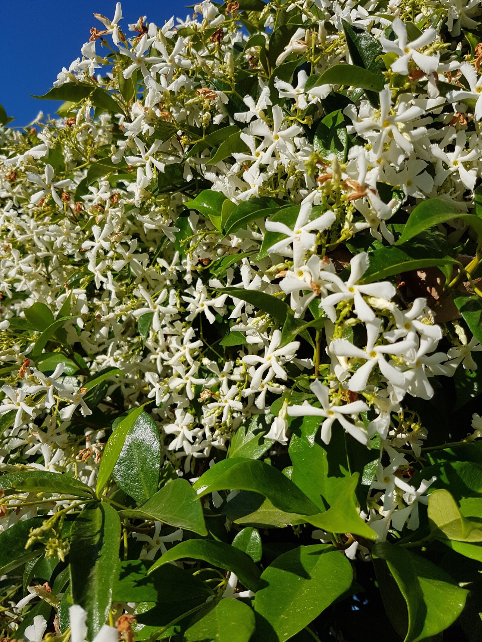 Samsung Galaxy S7 Edge sample photo. Plant, white flowers, flower photography