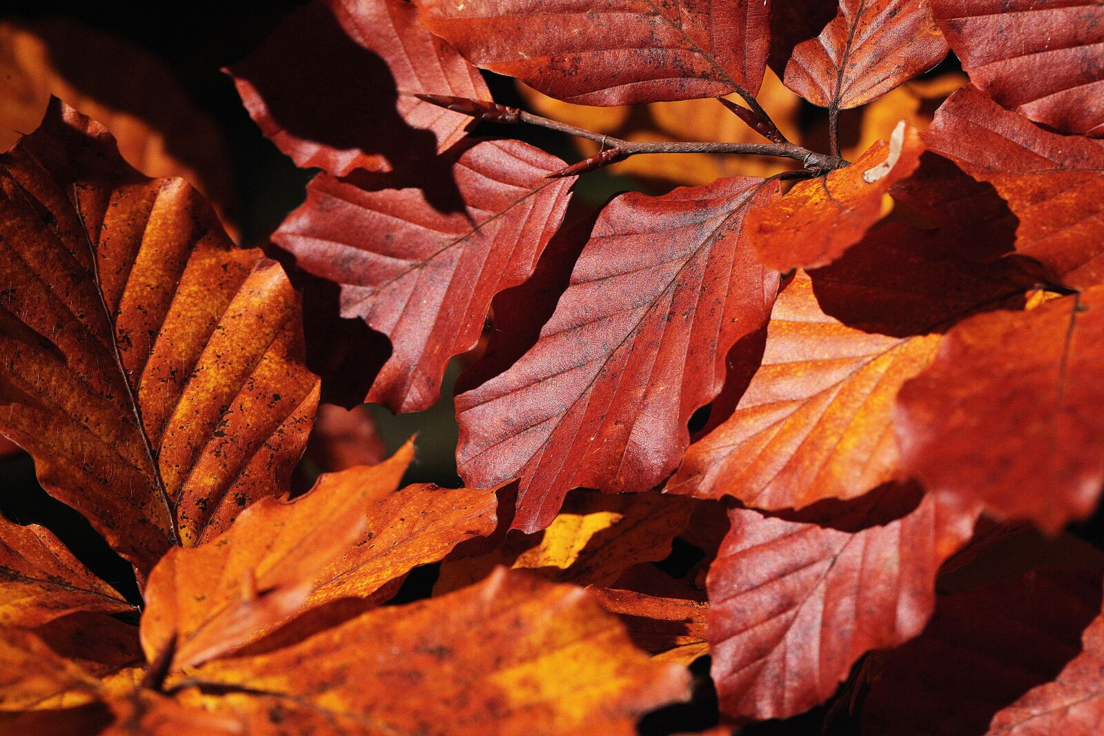 Canon EOS 5D Mark II sample photo. Foliage, zesch e list photography