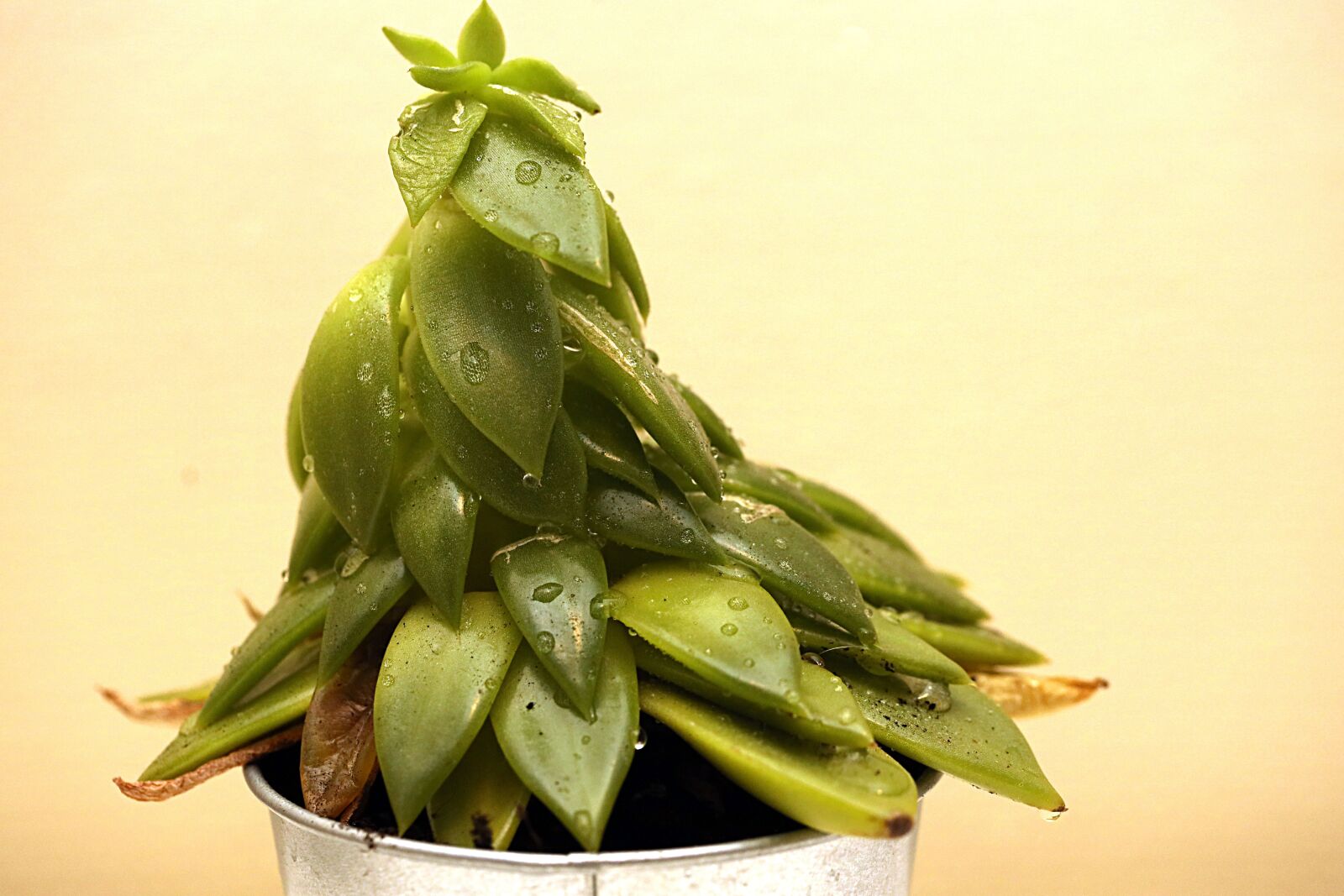 Canon EOS R sample photo. Plant, indoor, green photography