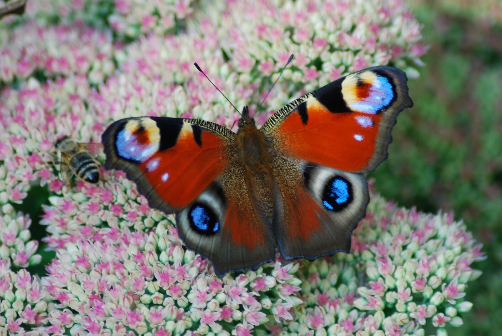 Nikon D80 sample photo. Peacock butterfly, butterfly, close photography