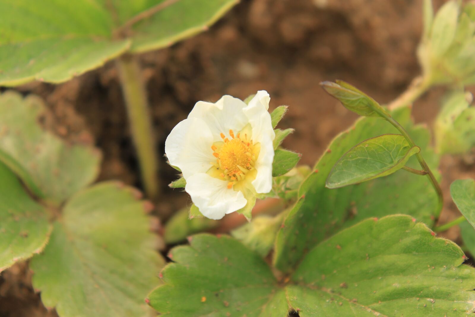 Canon EOS 500D (EOS Rebel T1i / EOS Kiss X3) sample photo. Close-up, flowers, strawberry photography
