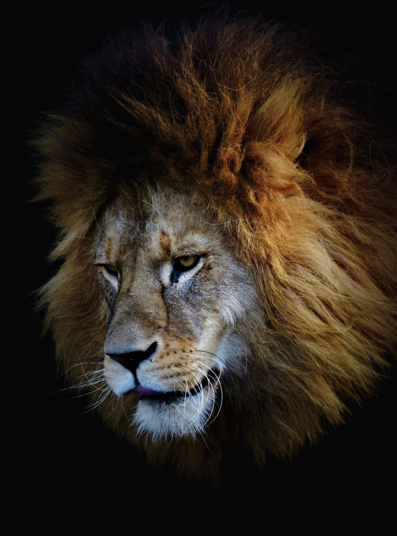 Nikon D7200 sample photo. Lion, lion head, big photography