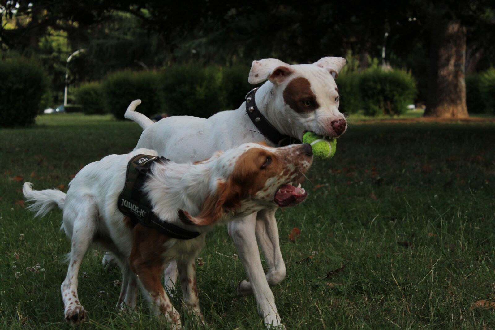 Canon EOS 1300D (EOS Rebel T6 / EOS Kiss X80) sample photo. Dog, puppy, adorable photography
