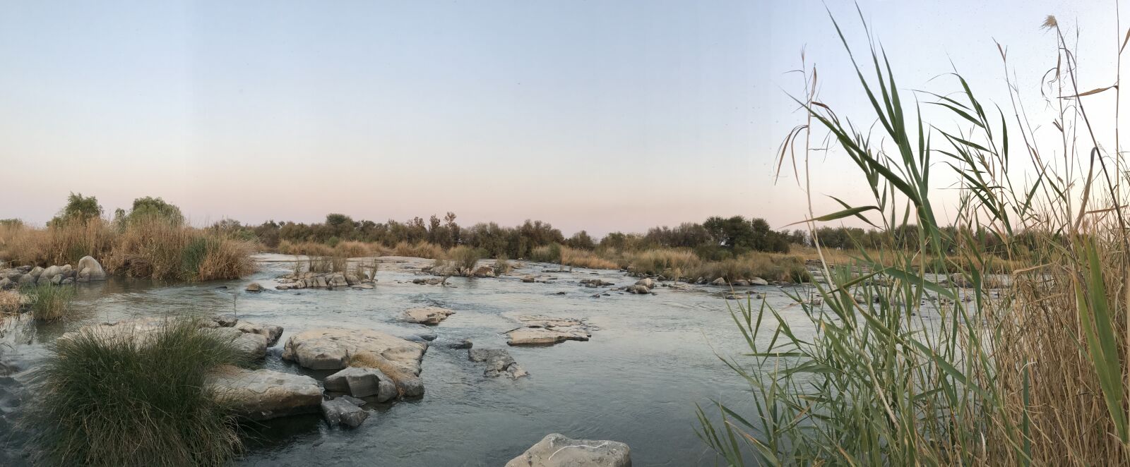 iPhone 7 back camera 3.99mm f/1.8 sample photo. Africa, bushes, kalahari, reeds photography