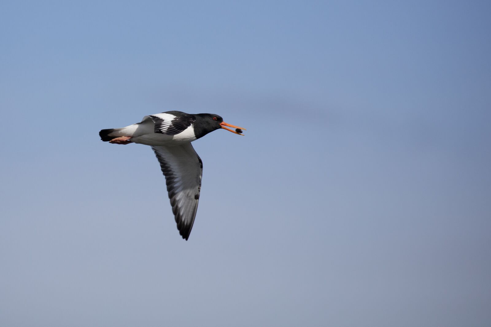 Canon EOS 5DS R + Canon EF 100-400mm F4.5-5.6L IS II USM sample photo. Oyster catcher, bird, wildlife photography
