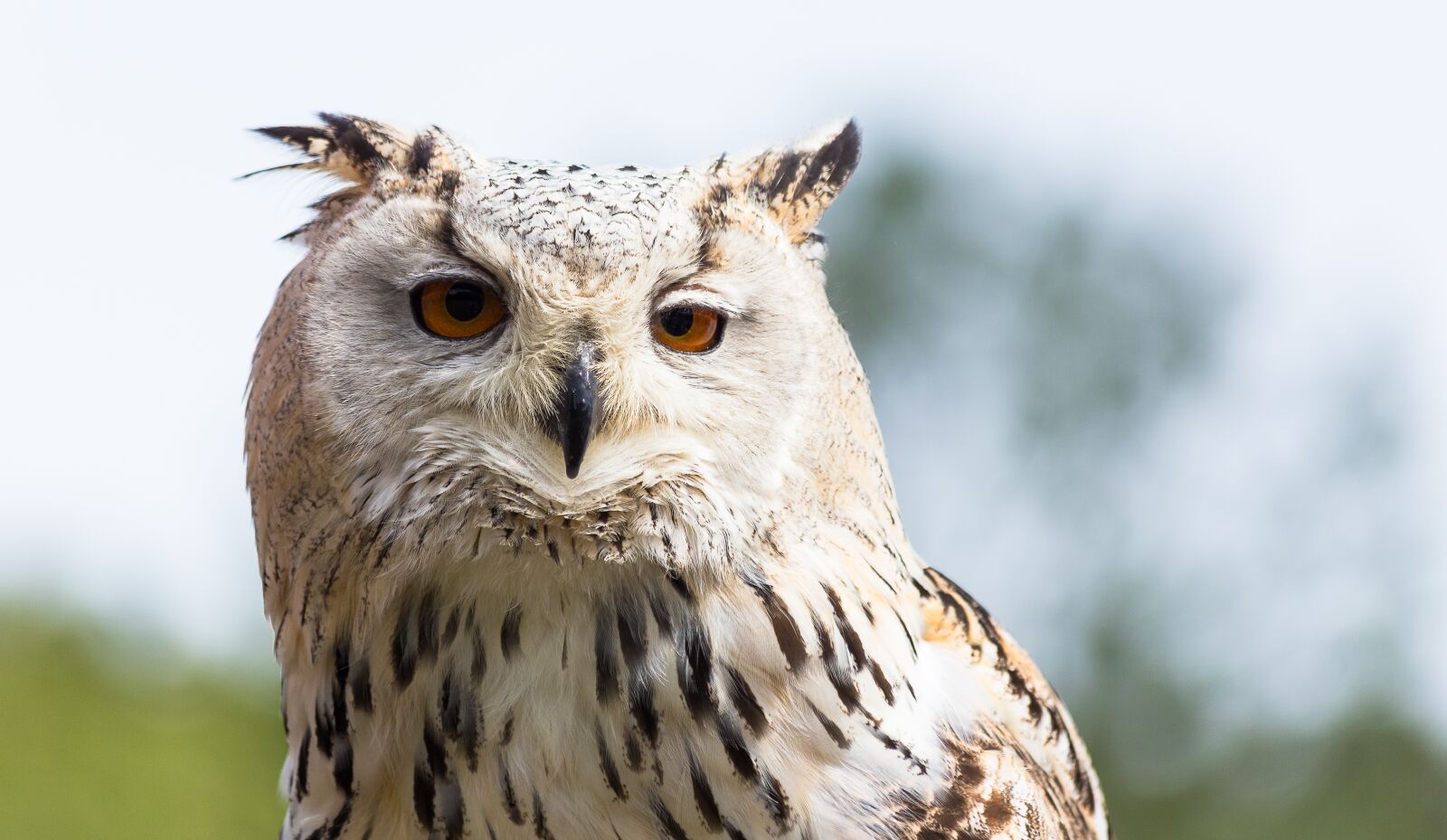 Canon EF 70-300mm F4-5.6 IS USM sample photo. Eagle owl, siberian, bird photography
