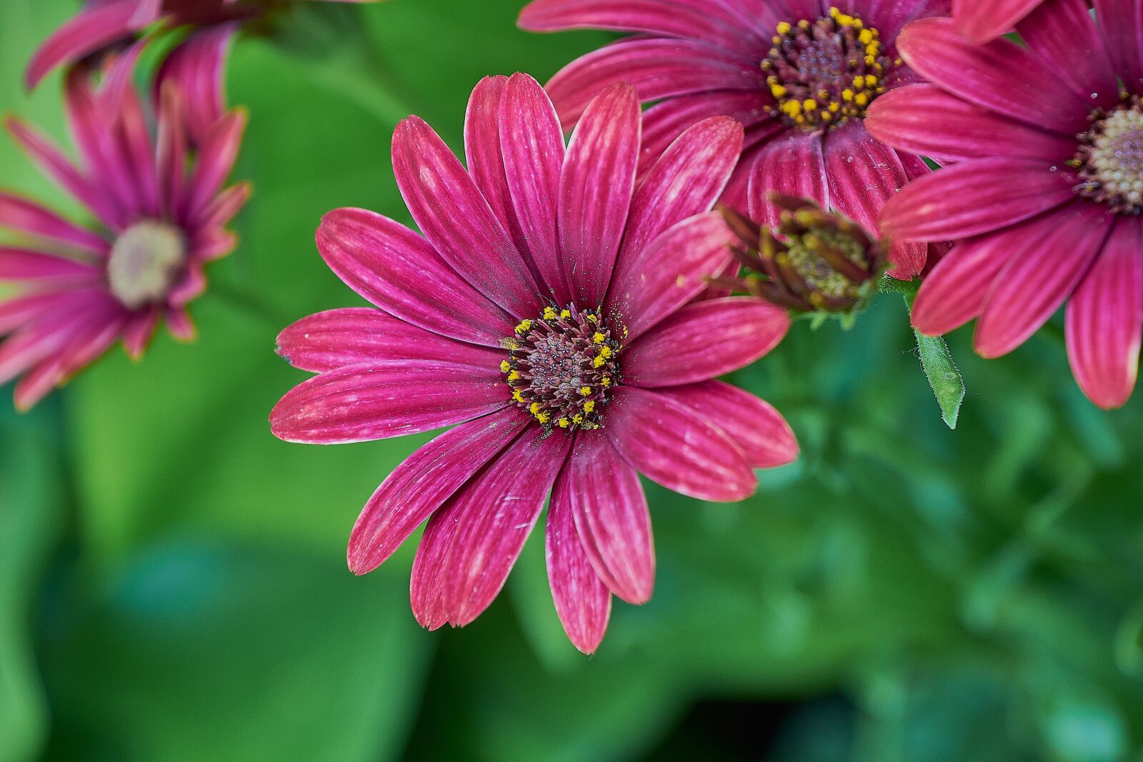 Nikon D7200 sample photo. Daisy, garden, flower photography