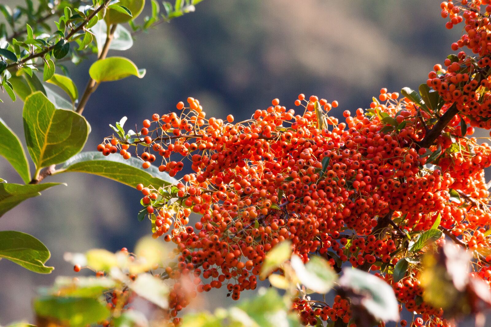Canon EOS 50D sample photo. Sea buckthorn, berry, fruit photography