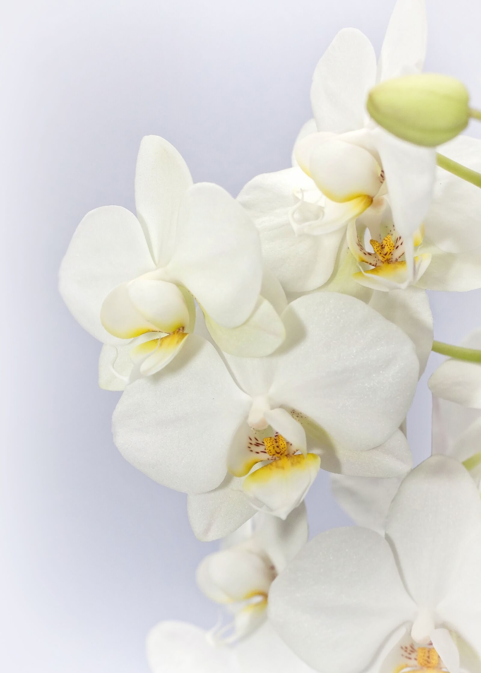 Canon EOS 50D + Canon EF 50mm F1.8 II sample photo. Phalaenopsis, orchid, weis photography