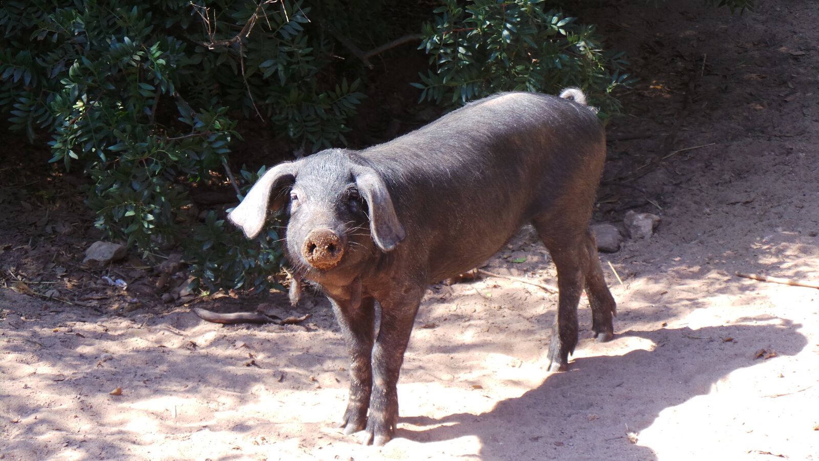 Samsung Galaxy Camera (Wi-Fi) sample photo. Pig, animal, farm photography
