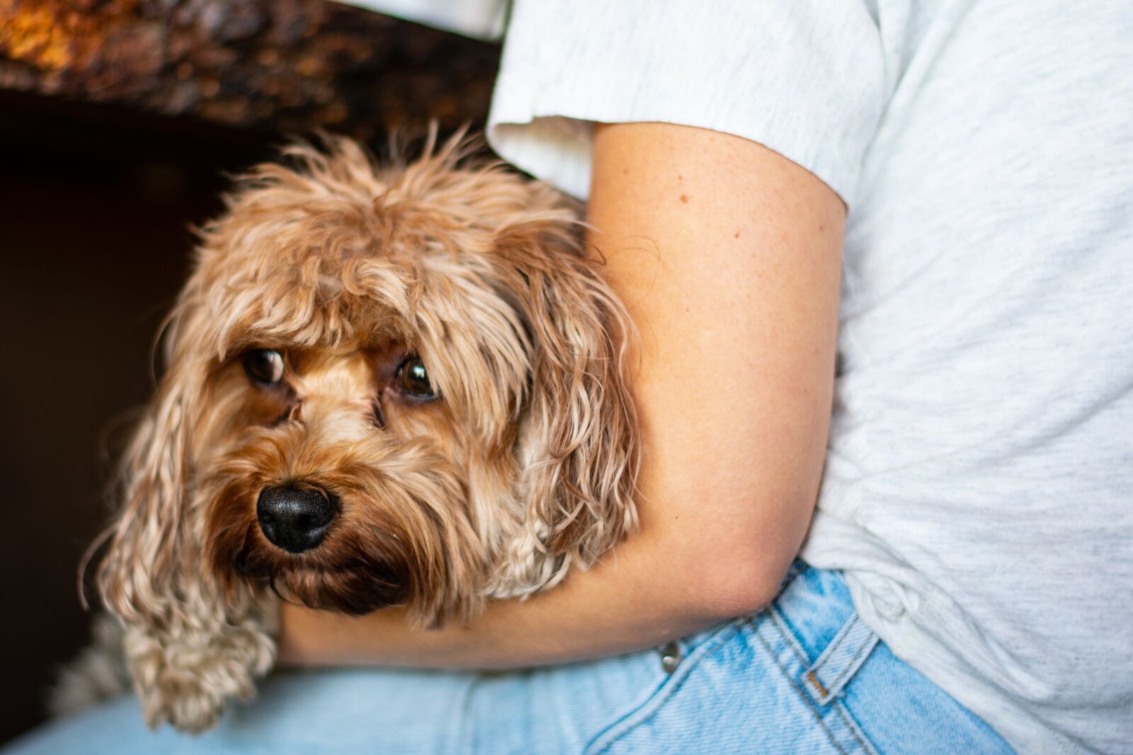 Nikon D3400 sample photo. Animal, pet, terrier photography